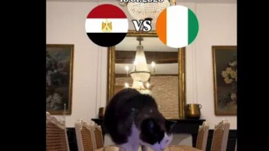 القط العراف