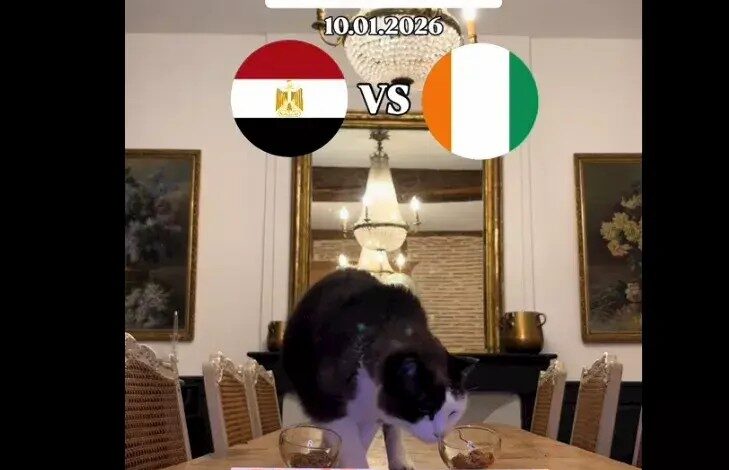 القط العراف